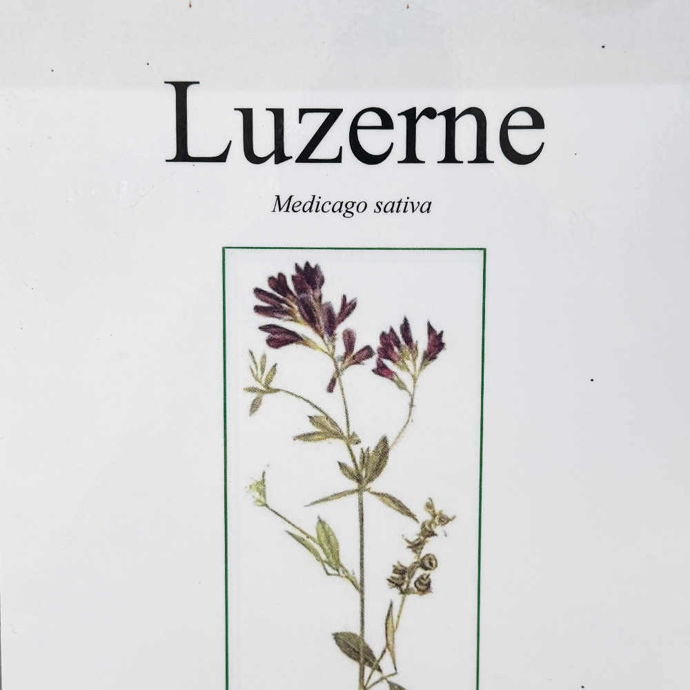 Samen-Luzerne