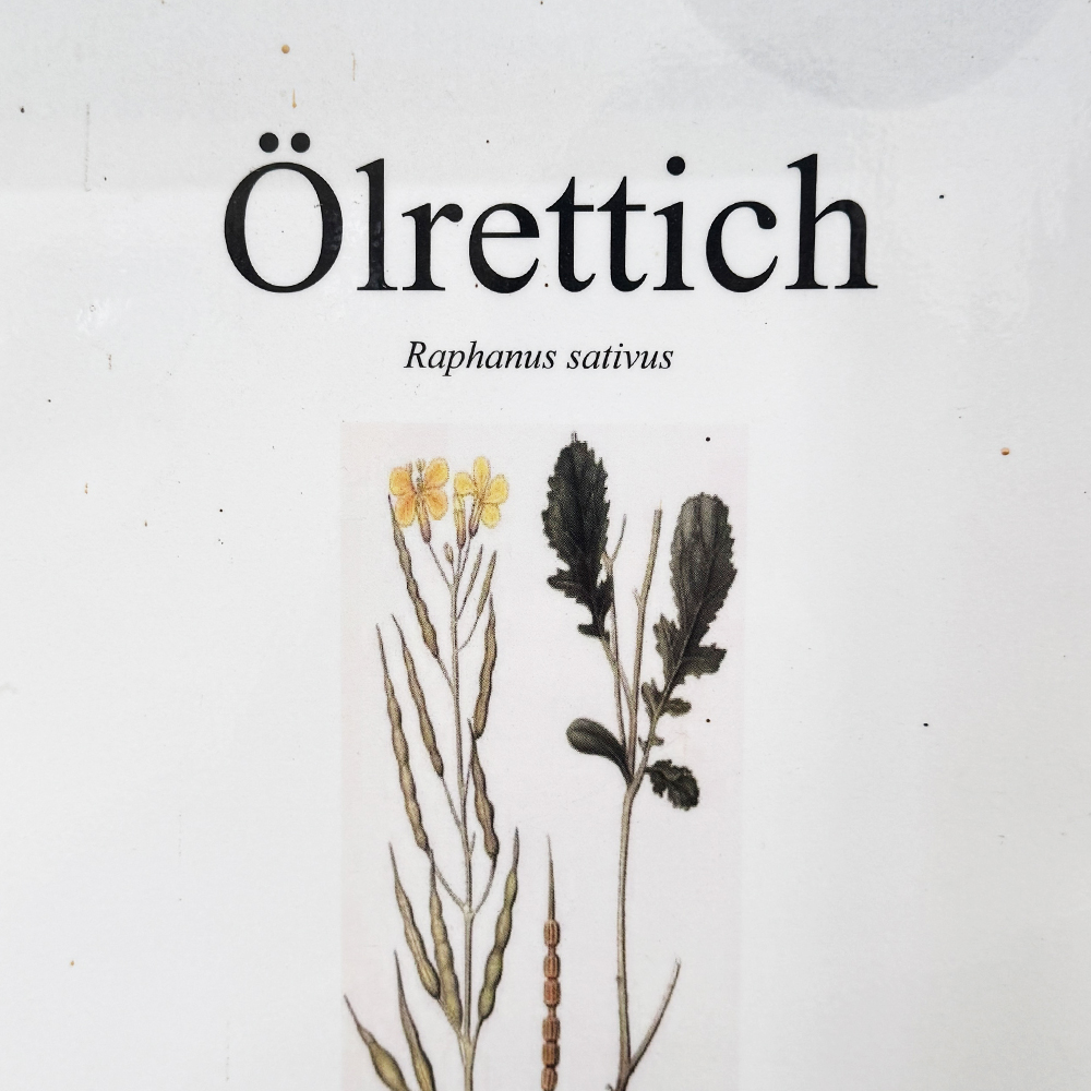 Samen-Oelrettisch