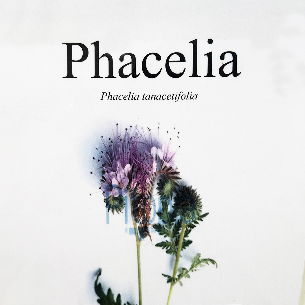 Samen-Phacelia