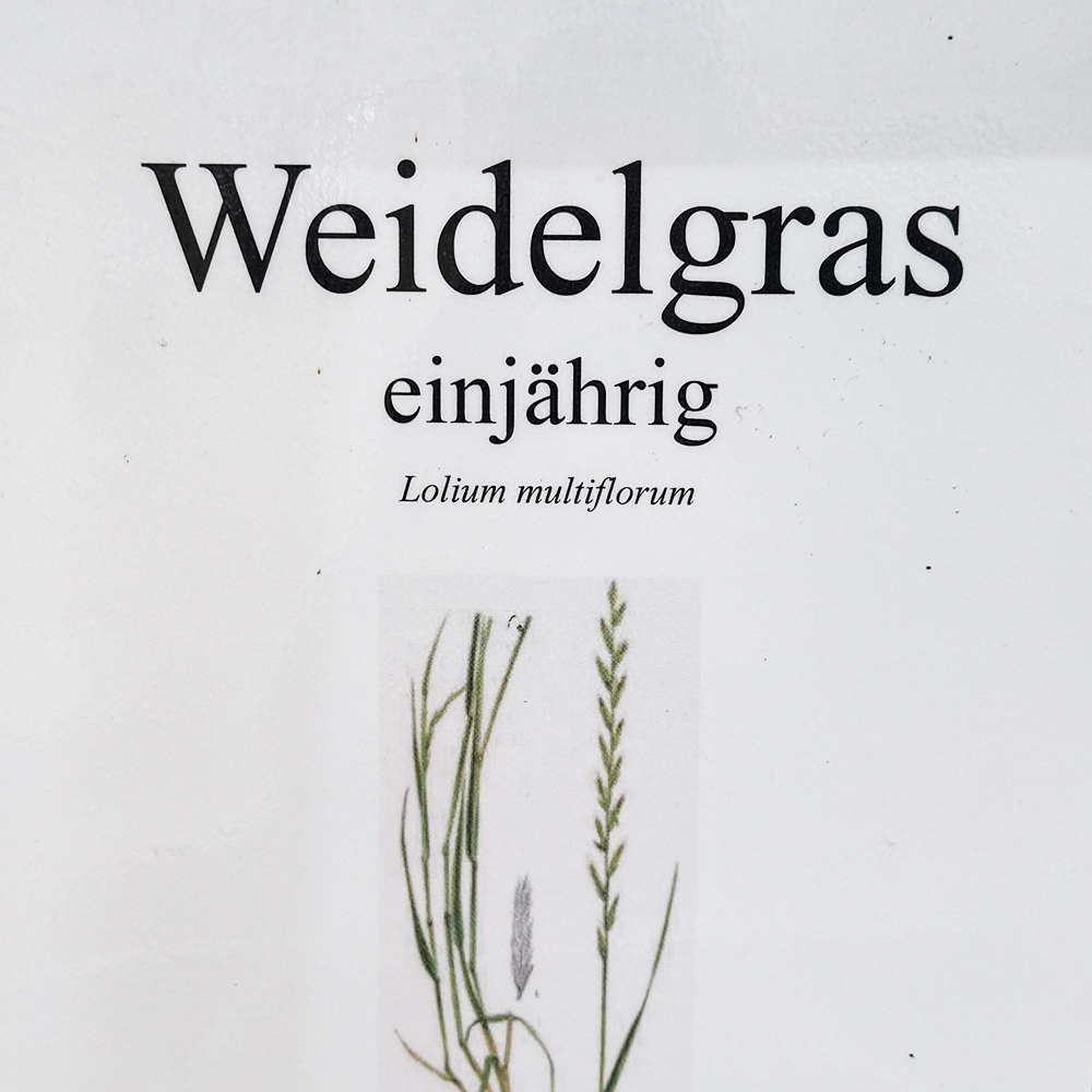 Samen-Weidegras-einjährig