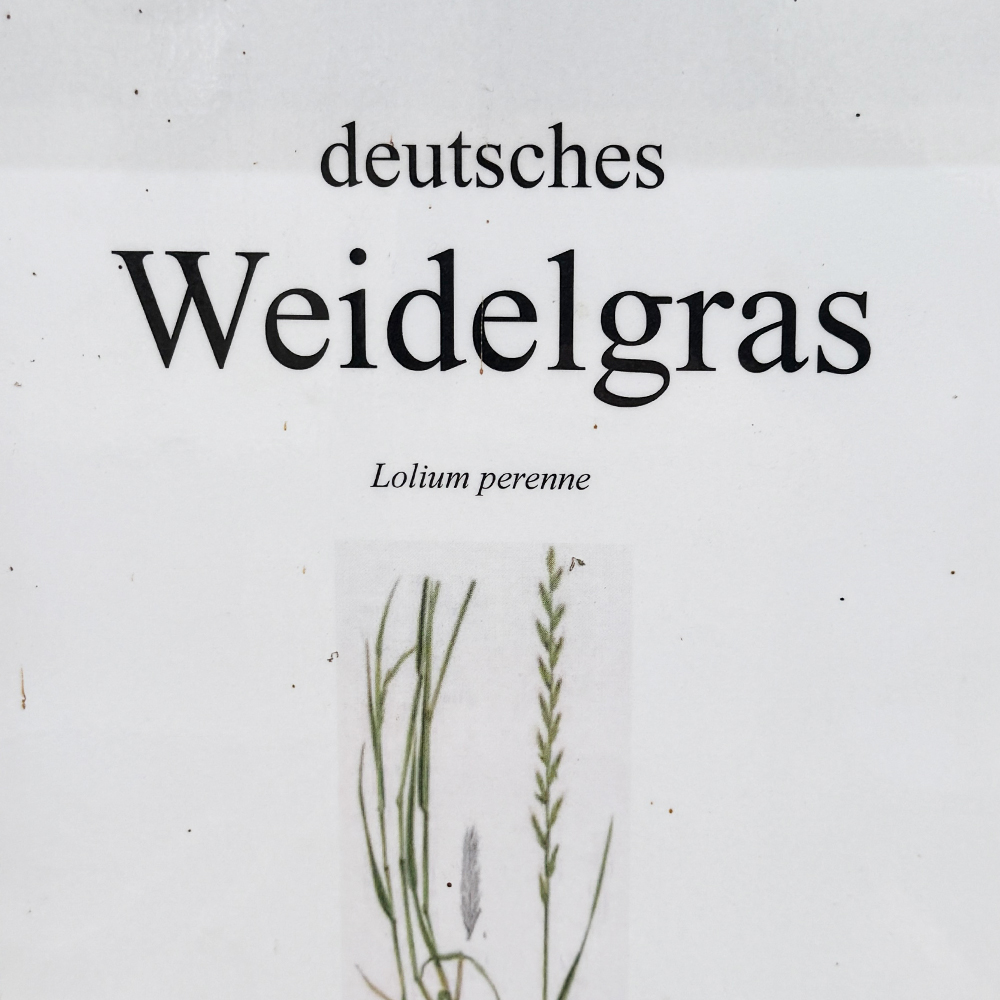 Samen-deutsches-Weidelgras